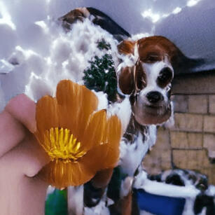 Flor-AI-son, Daisy